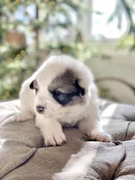 Marty (orange collar), a male Great Pyrenees for sale in Fort Calhoun, NE – Photo 1 of 9