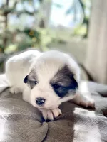 Marty (orange collar), a male Great Pyrenees for sale in Fort Calhoun, NE – Photo 6 of 9