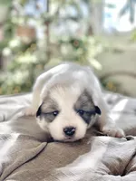 Marty (orange collar), a male Great Pyrenees for sale in Fort Calhoun, NE – Photo 2 of 9