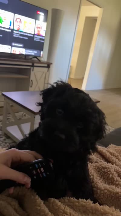 Arlo, a male Cockapoo for sale in Decatur, AL – 4 of 5