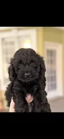 Arlo, a male Cockapoo for sale in Decatur, AL – 3 of 5