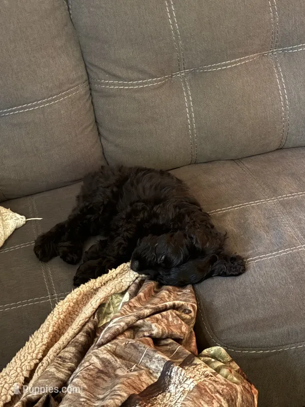 Arlo – Cockapoo puppy for sale in Decatur, AL