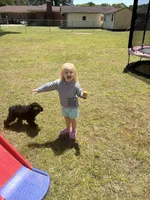 Arlo, a male Cockapoo for sale in Decatur, AL – 5 of 5