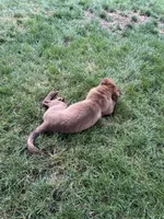 bobbi, a male Chinese Shar-Pei for sale in Bridgeport, CT – 3 of 3