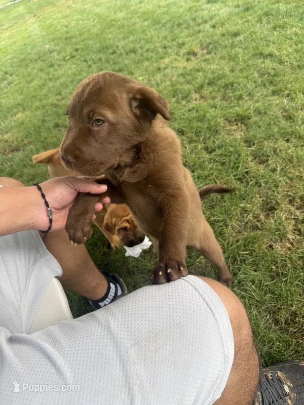 bobbi – Chinese Shar-Pei puppy for sale in Bridgeport, CT