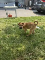 tobbi, a male Chinese Shar-Pei for sale in Bridgeport, CT – 3 of 3