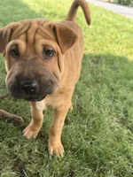 tobbi, a male Chinese Shar-Pei for sale in Bridgeport, CT – 1 of 3