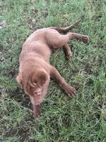 bobbi, a male Chinese Shar-Pei for sale in Bridgeport, CT – 2 of 3