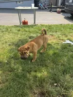 tobbi, a male Chinese Shar-Pei for sale in Bridgeport, CT – 2 of 3