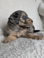 Bandit , a male Miniature Aussiedoodle and Miniature Goldendoodle for sale in Englewood, OH – 3 of 3