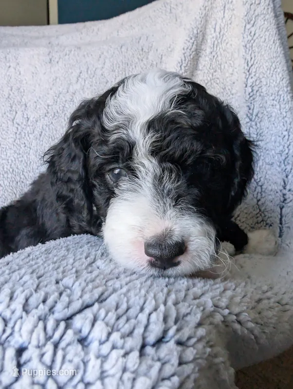 Panda  – Miniature Aussiedoodle, Miniature Goldendoodle puppy for sale in Englewood, OH