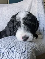 Panda , a male Miniature Aussiedoodle and Miniature Goldendoodle for sale in Englewood, OH – 1 of 3