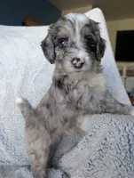 Smokey , a male Miniature Aussiedoodle and Miniature Goldendoodle for sale in Englewood, OH – 2 of 5