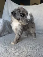 Smokey , a male Miniature Aussiedoodle and Miniature Goldendoodle for sale in Englewood, OH – 4 of 5