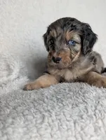Bandit , a male Miniature Aussiedoodle and Miniature Goldendoodle for sale in Englewood, OH – 2 of 3