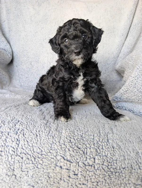 Raven  – Miniature Aussiedoodle, Miniature Goldendoodle puppy for sale in Englewood, OH