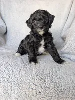 Raven , a female Miniature Aussiedoodle and Miniature Goldendoodle for sale in Englewood, OH – 1 of 5