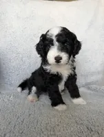 Panda , a male Miniature Aussiedoodle and Miniature Goldendoodle for sale in Englewood, OH – 2 of 3