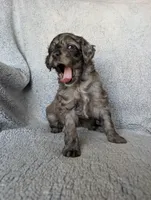 Coco, a female Miniature Aussiedoodle and Miniature Goldendoodle for sale in Englewood, OH – 2 of 7