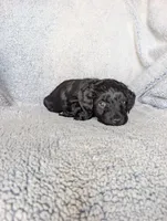 Midnight, a female Miniature Aussiedoodle and Miniature Goldendoodle for sale in Englewood, OH – 3 of 7