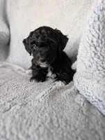 Raven , a female Miniature Aussiedoodle and Miniature Goldendoodle for sale in Englewood, OH – 5 of 5