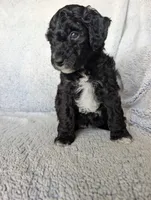 Raven , a female Miniature Aussiedoodle and Miniature Goldendoodle for sale in Englewood, OH – 3 of 5