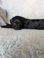 Midnight, a female Miniature Aussiedoodle and Miniature Goldendoodle for sale in Englewood, OH – 7 of 7