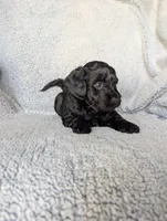 Midnight, a female Miniature Aussiedoodle and Miniature Goldendoodle for sale in Englewood, OH – 2 of 7