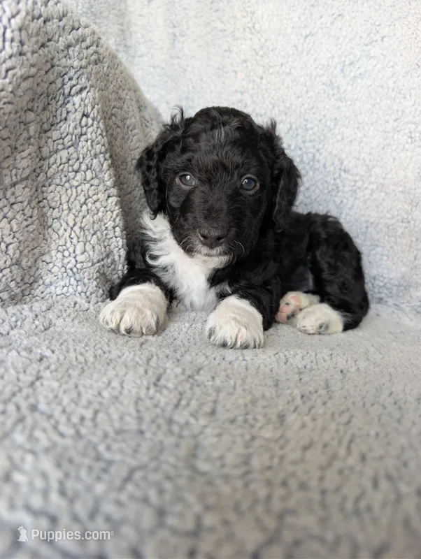 Boots – Miniature Aussiedoodle, Miniature Goldendoodle puppy for sale in Englewood, OH