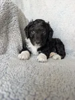 Boots, a male Miniature Aussiedoodle and Miniature Goldendoodle for sale in Englewood, OH – 1 of 6