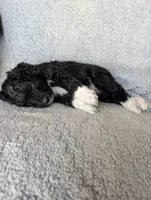 Boots, a male Miniature Aussiedoodle and Miniature Goldendoodle for sale in Englewood, OH – 3 of 6
