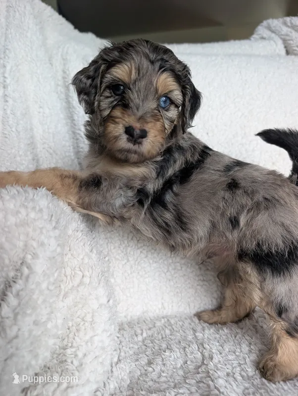 Bandit  – Miniature Aussiedoodle, Miniature Goldendoodle puppy for sale in Englewood, OH