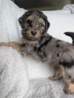 Bandit , a male Miniature Aussiedoodle and Miniature Goldendoodle for sale in Englewood, OH – 1 of 3