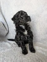 Shadow , a male Miniature Aussiedoodle and Miniature Goldendoodle for sale in Englewood, OH – 3 of 4