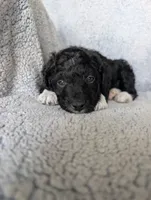 Boots, a male Miniature Aussiedoodle and Miniature Goldendoodle for sale in Englewood, OH – 5 of 6