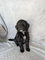 Shadow , a male Miniature Aussiedoodle and Miniature Goldendoodle for sale in Englewood, OH – 4 of 4
