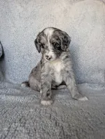 Smokey , a male Miniature Aussiedoodle and Miniature Goldendoodle for sale in Englewood, OH – 3 of 5