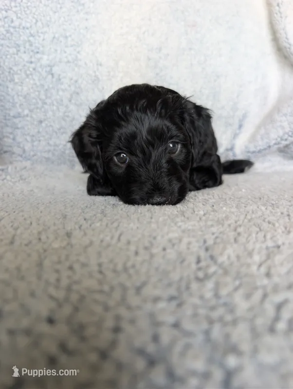 Midnight – Miniature Aussiedoodle, Miniature Goldendoodle puppy for sale in Englewood, OH