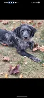 Coco, a female Miniature Aussiedoodle and Miniature Goldendoodle for sale in Englewood, OH – 7 of 7