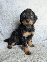 Bear, a male Miniature Aussiedoodle and Miniature Goldendoodle for sale in Englewood, OH – 2 of 3