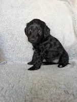 Midnight, a female Miniature Aussiedoodle and Miniature Goldendoodle for sale in Englewood, OH – 4 of 7