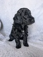 Shadow , a male Miniature Aussiedoodle and Miniature Goldendoodle for sale in Englewood, OH – 2 of 4
