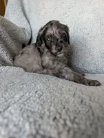 Coco, a female Miniature Aussiedoodle and Miniature Goldendoodle for sale in Englewood, OH – 3 of 7