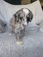 Smokey , a male Miniature Aussiedoodle and Miniature Goldendoodle for sale in Englewood, OH – 5 of 5