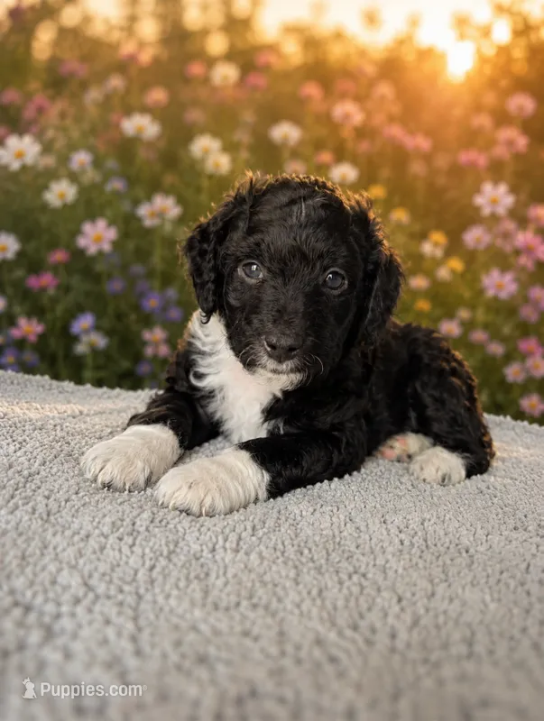 Boots – Miniature Aussiedoodle, Miniature Goldendoodle puppy for sale in Englewood, OH