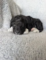 Boots, a male Miniature Aussiedoodle and Miniature Goldendoodle for sale in Englewood, OH – 6 of 6