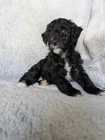 Raven , a female Miniature Aussiedoodle and Miniature Goldendoodle for sale in Englewood, OH – 2 of 5