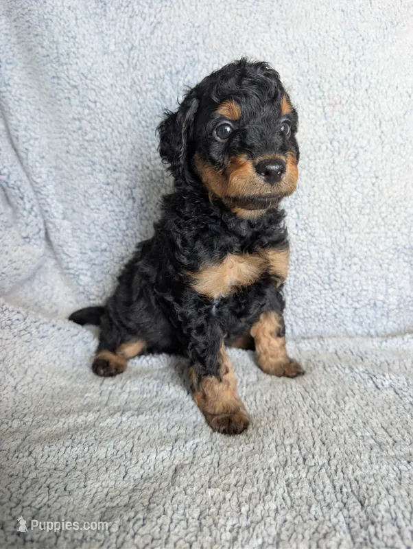 Bear – Miniature Aussiedoodle, Miniature Goldendoodle puppy for sale in Englewood, OH