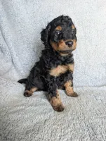 Bear, a male Miniature Aussiedoodle and Miniature Goldendoodle for sale in Englewood, OH – 1 of 3