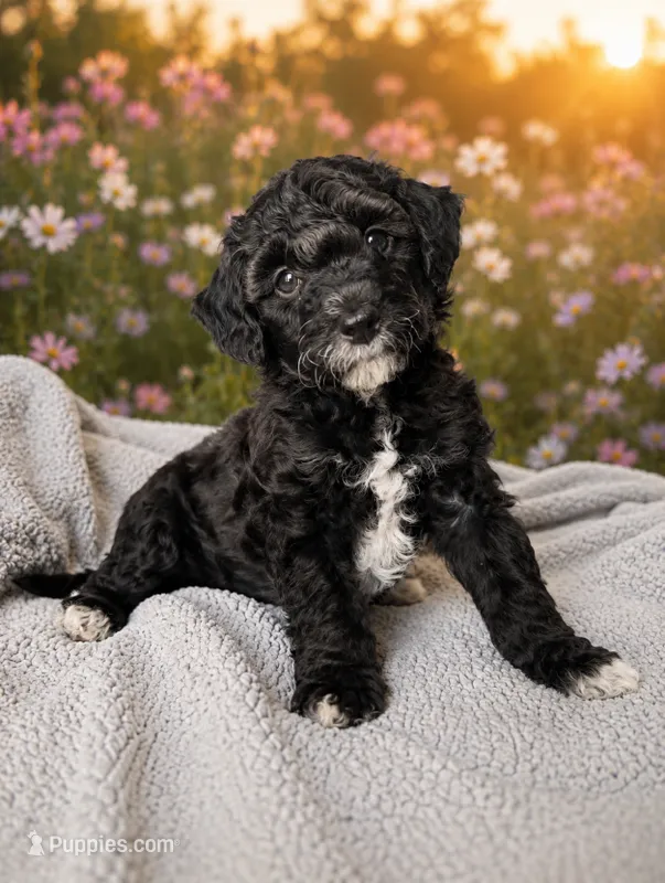Raven – Miniature Aussiedoodle, Miniature Goldendoodle puppy for sale in Englewood, OH